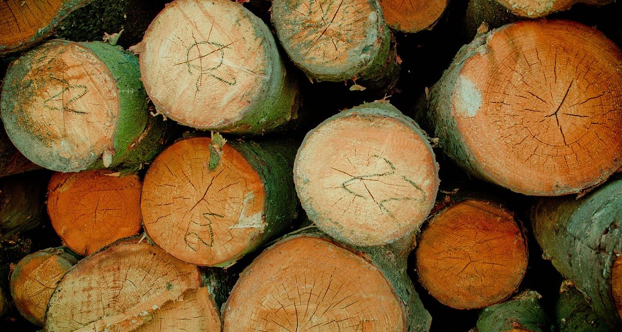 Nagy fába vágtuk a fejszénket - Bemutatjuk a legjobb fa alapanyagokat